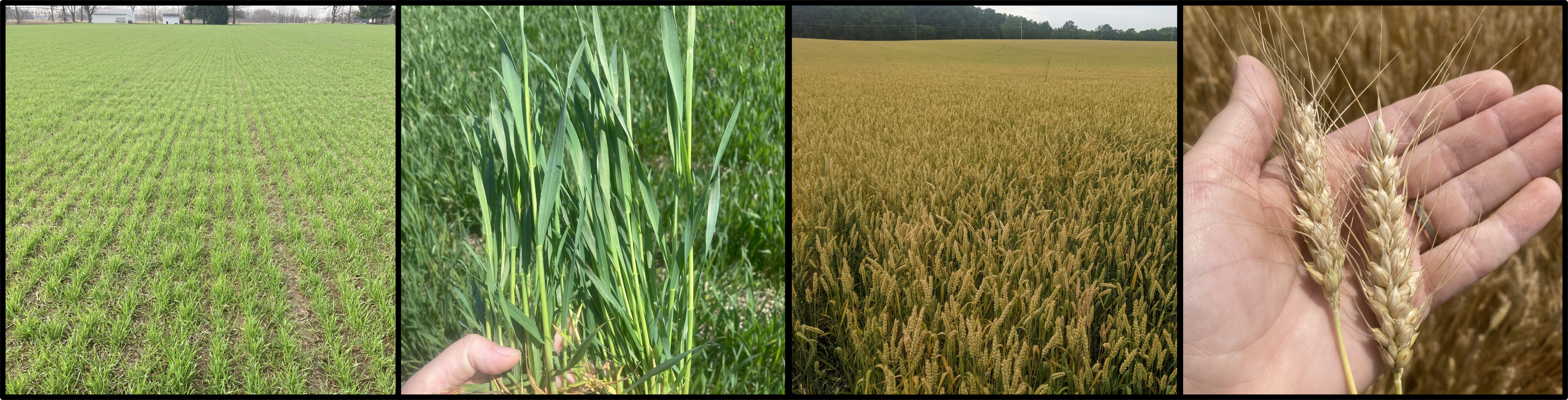 Different examples of wheat.